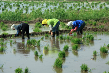 Obraz na płótnie Canvas rice seedlings
