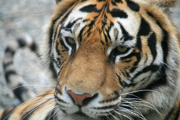 Fototapeta premium tiger