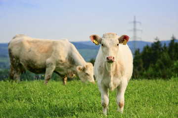 Obraz premium Weisses Kalb auf der Weide