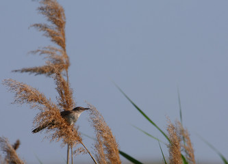 Fototapeta premium Reed-bed bird resting