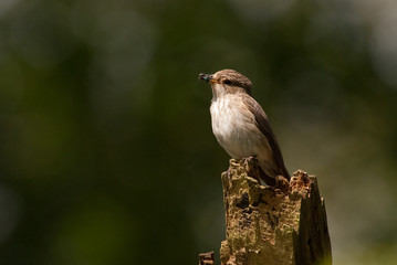 Spotted Flycatcher (Muscicapa striata)
