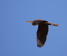 Red heron Ardea purpurea isolated on blue natural background