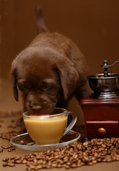 The puppy drinking coffee.