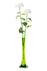 Fototapeta na wymiar Chrysanthemum (mums) in green vase isolated on white