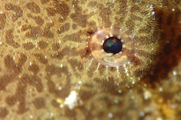 Auge Kr&ouml;tenfisch