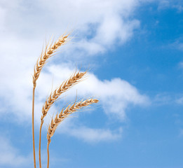 wheat on sky background