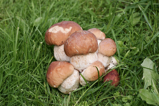 Porcini prelibati