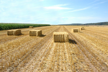 Fototapeta premium Harvesting.