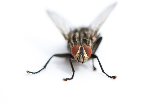 fly macro