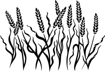 Kornfeld, Ähren, Herbst, Ernte, Kornähren