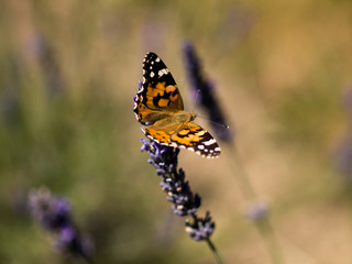 Orange butterfly on lavender