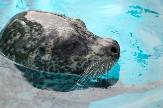 Ringed seal sails in water