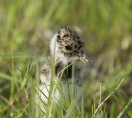 Junger Kiebitz sitzt im Gras