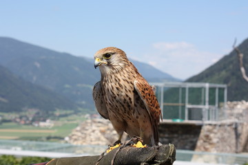 Turmfalke auf Arm