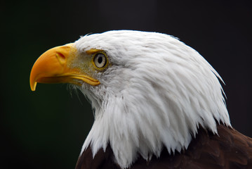 American Bald Eagle