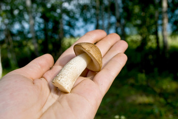 mushroom