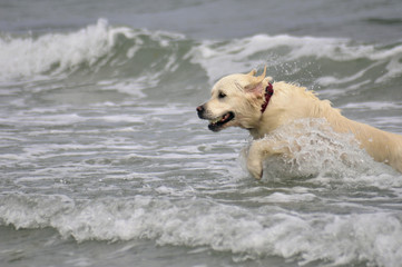 Retriever in water