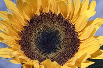 Sonnenblume 3
