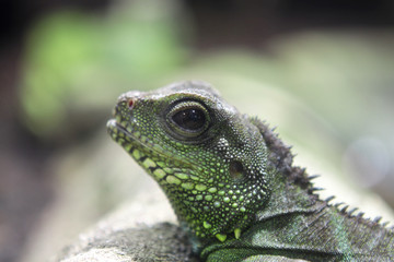 leguan