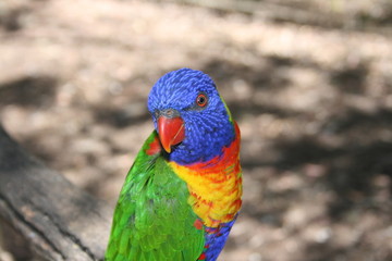 Papagai