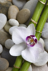 Naklejka premium Orchidee und Bambus