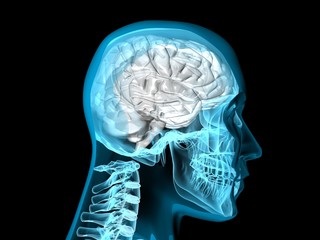 brain human