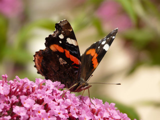 Vanessa atalanta - Admiral IV