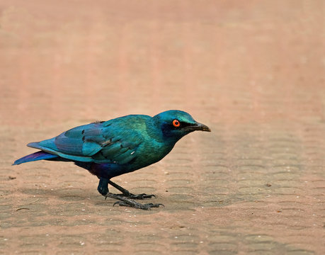 Lesser Blue-eared Glossy Starling