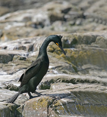 European Shag