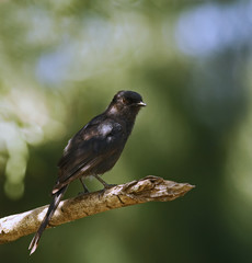 Northern Black Flycatcher