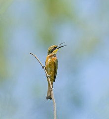 Little Bee-eater