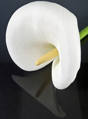 Calla-Blüte
