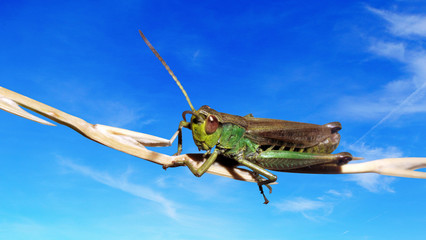 grasshopper