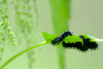 Caterpillars of small tortoise-shell butterfly (Aglais urticae)