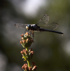 hairy dragon fly