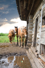 Naklejka premium The horses in an abandoned house