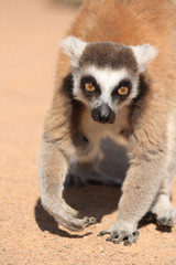 lemur monkey