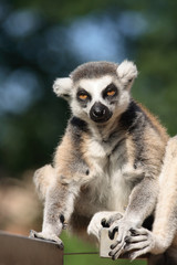 Obraz premium lemur monkey