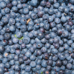 freshly picked uncleaned bilberries