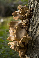 Pilz am Baum