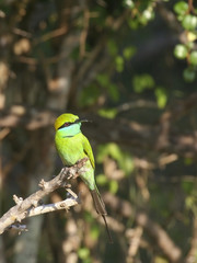 little green beeater on branch