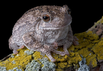 Gray tree frog on branch