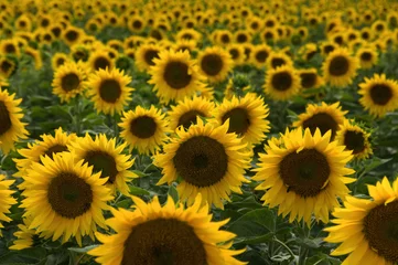 Foto auf Acrylglas Sonnenblume Sonnenblumen-Hintergrund
