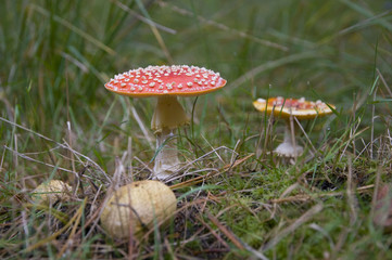 Mushrooms in the forest
