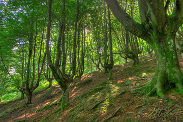 Bosque en el Gorbeia, Bizkaia (Spain)