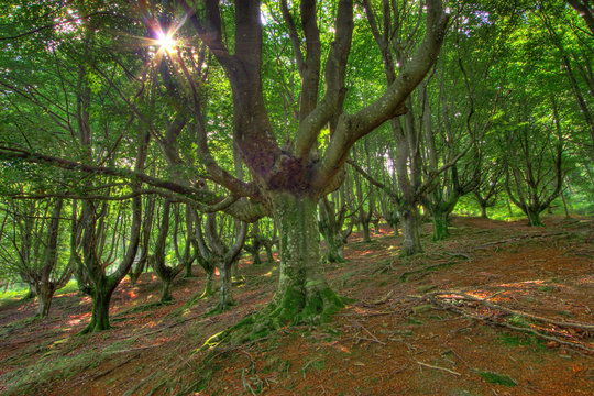 Bosque de Gorbeia, Bizkaia (Spain)