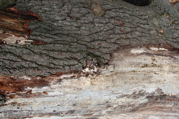 Wood and Bark Textures on Felled Tree