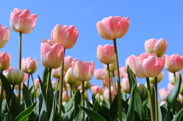 Tulips in the fields