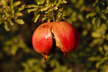 Granatapfel