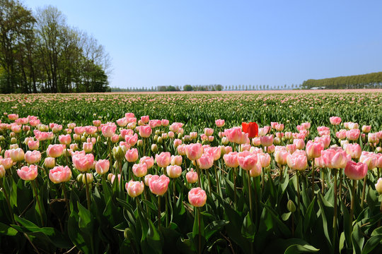 Tulips in the fields